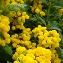 Calceolaria integrifolia